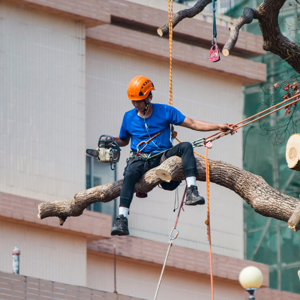 Entretien,plantation,élagage et abattage,terrasse,abris de jardin,élagage,abattage,clôtures,écrans de jardin,espace vert,jardin,arbre,manteca,Mettet,Namur,Philippeville,Florennes,devis,patron,délai